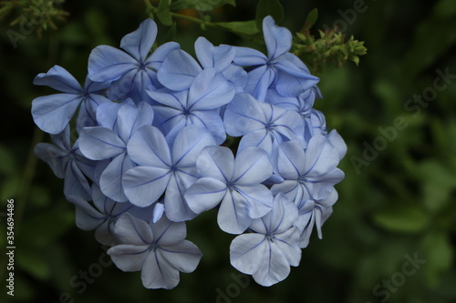Flowers with a blue tint on a blurred background.