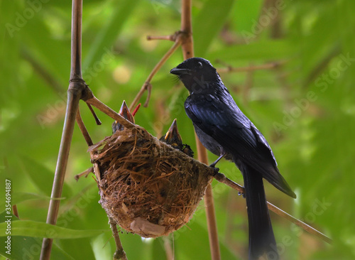 bronzed drongo bird in habitat