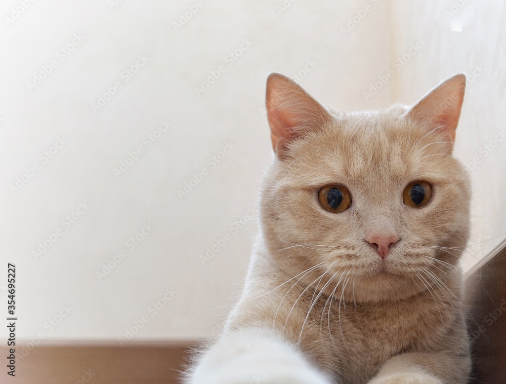 Close-up horizontal portrait of a peach-colored cat with amber eyes.. High quality photo
