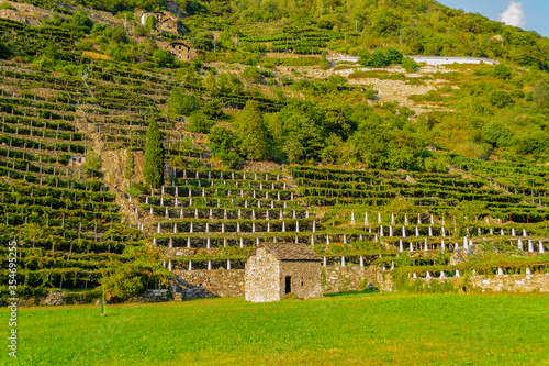 Panorama of vineyards near Bard (Aosta, Italy).