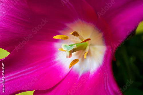 Pestle and stamens of a pink tulip close-up.