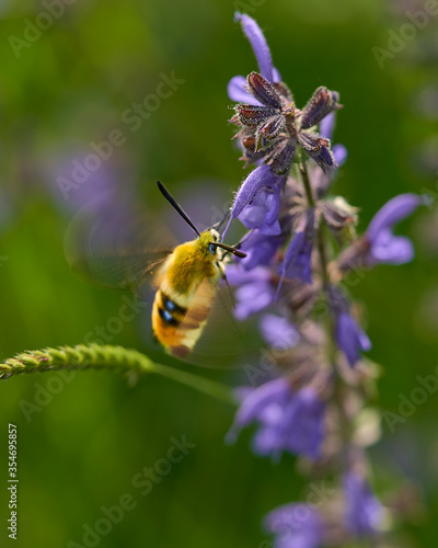 A hawk moth eating from a A colorful meadow sage in the field photo