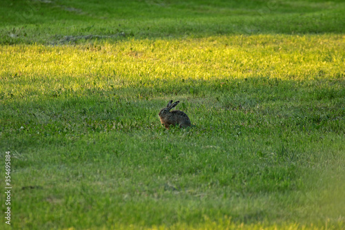 Hare in Biebrza National Park, Poland © bayazed