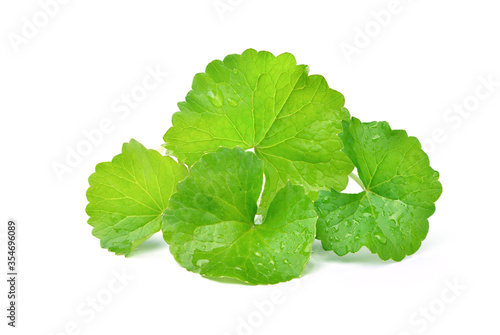 Group of Gotu kola (Centella asiatica) leaves with water droplets  isolated on white background. (Asiatic pennywort, Indian pennywort) photo