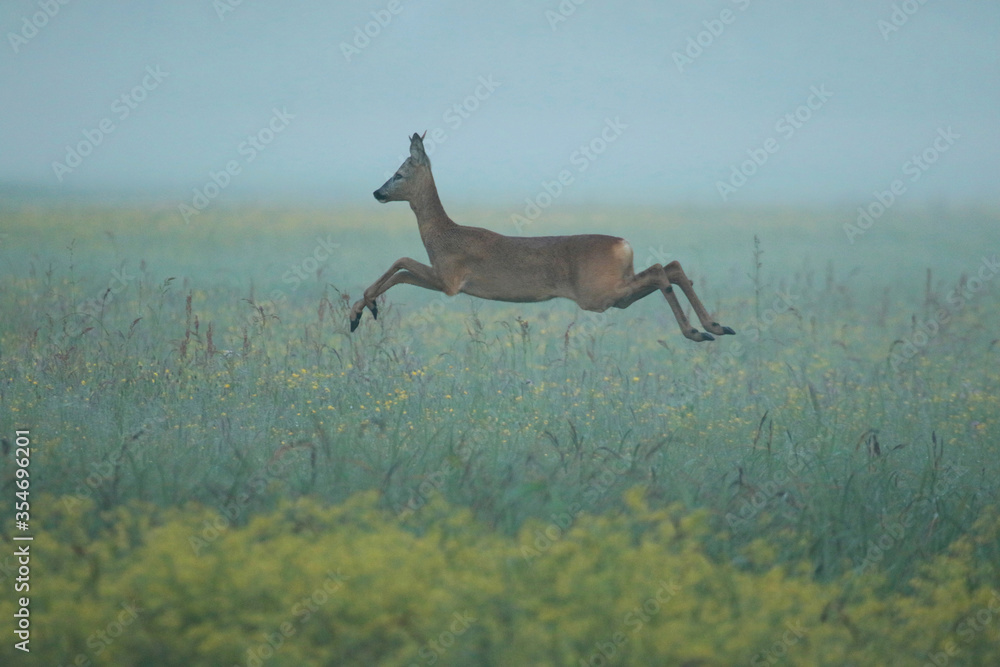 Fototapeta premium Jumping deer in Biebrza National Park, Poland
