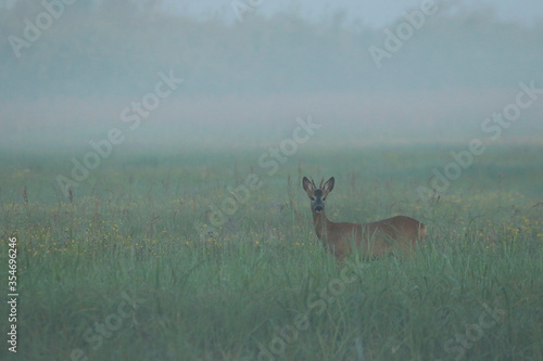 Doe in the grass in Biebrza National Park, Poland