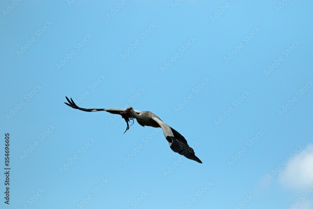 Stork in flight in Biebrza National Park, Poland Stork in flight in Biebrza National Park, Poland
