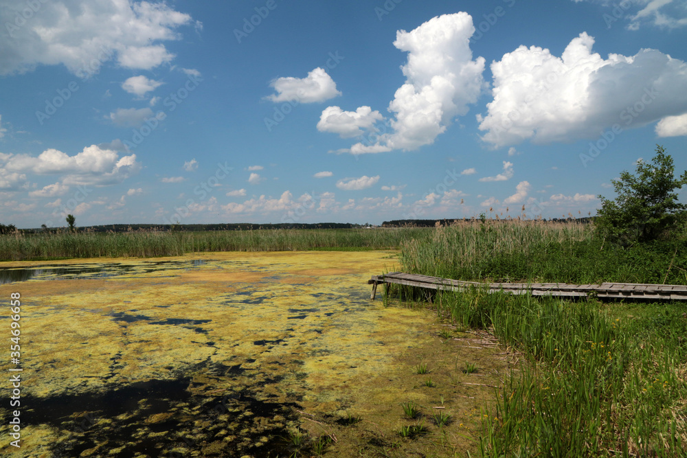 Swamp and pond in Biebrza National Park, Poland
