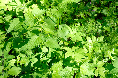 Urtica dioica, often called common nettle, green background