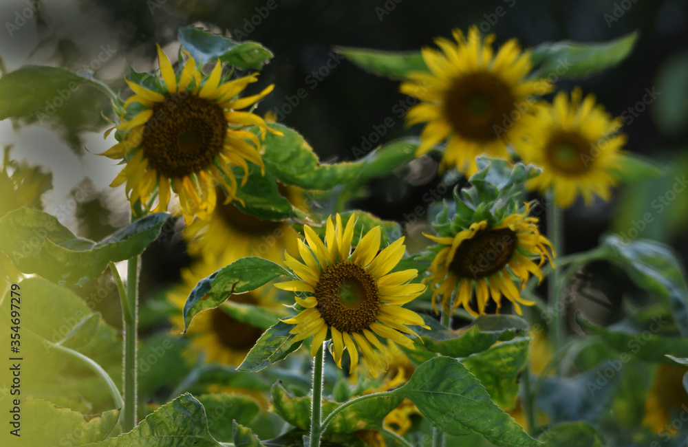 a parakeet on sunflower to eat seed a parakeet on sunflower to eat seed