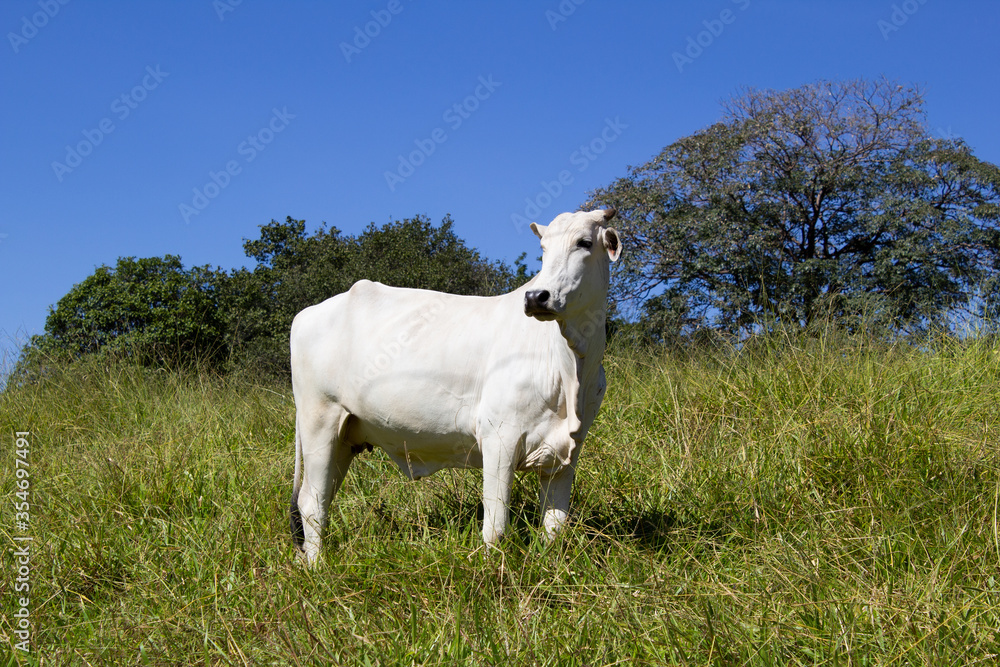 Nelore at sun in the pasture of a farm in Brazil. Livestock concept. Cattle for fattening. Agriculture. Nelore at sun in the pasture of a farm in Brazil. Livestock concept. Cattle for fattening. Agriculture.