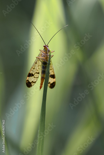 A scorpion fly resting on a leaf