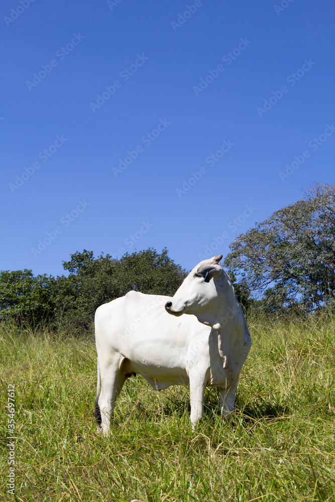 Nelore at sun in the pasture of a farm in Brazil. Livestock concept. Cattle for fattening. Agriculture. Nelore at sun in the pasture of a farm in Brazil. Livestock concept. Cattle for fattening. Agriculture.