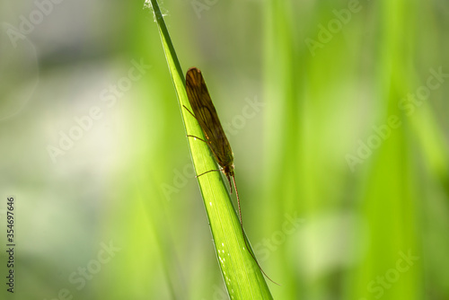 a mottled sedge on leafs