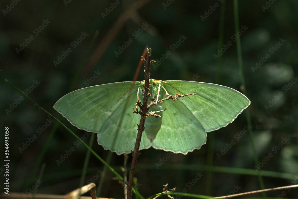 Large emerald butterfly in Bory Tucholskie National Park, Poland Large emerald butterfly in Bory Tucholskie National Park, Poland