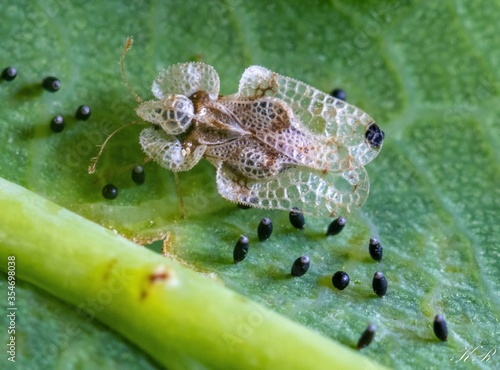 Closeup shot of an oak lace bug on a leaf surface photo