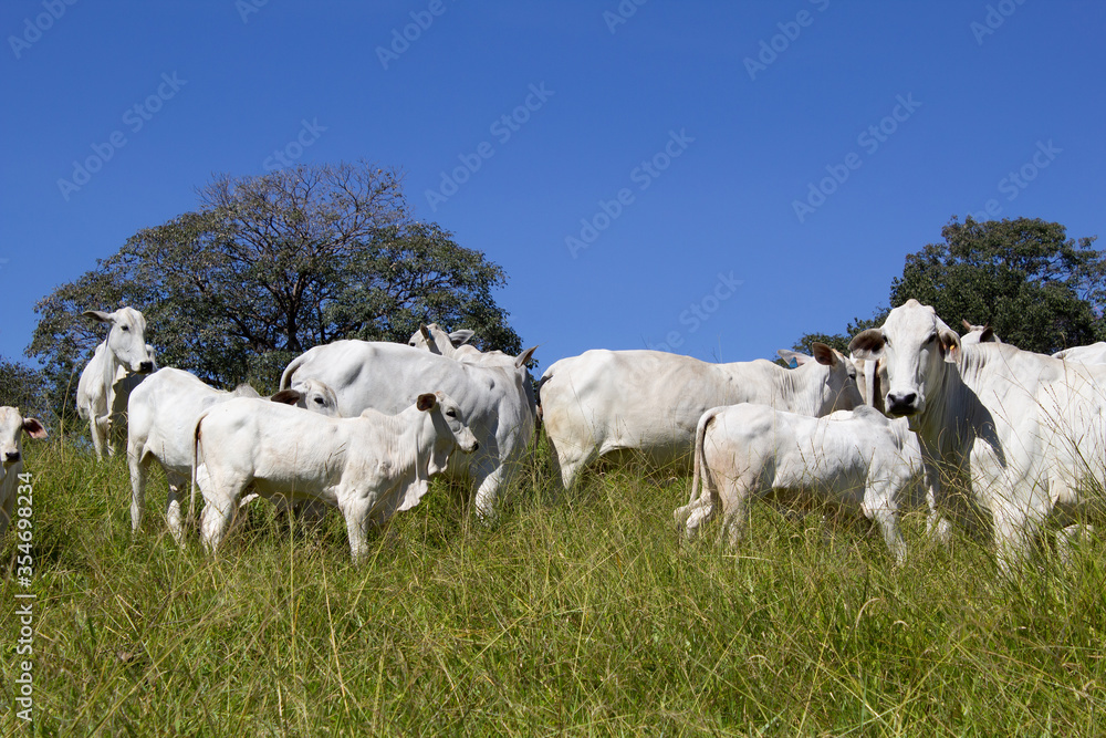 Obraz premium Nelore at sun in the pasture of a farm in Brazil. Livestock concept. Cattle for fattening. Agriculture.