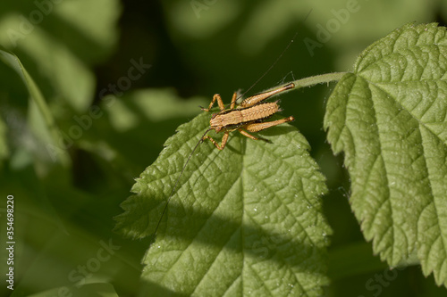 A cricket resting on a leaf