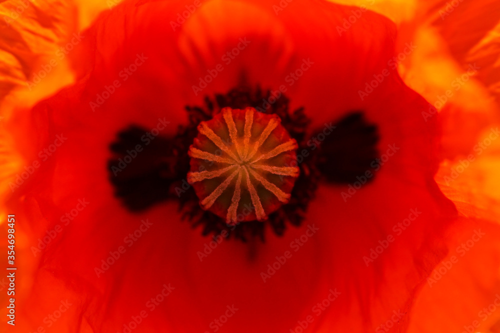 extreme close-up of a poppy flower in the field extreme close-up of a poppy flower in the field