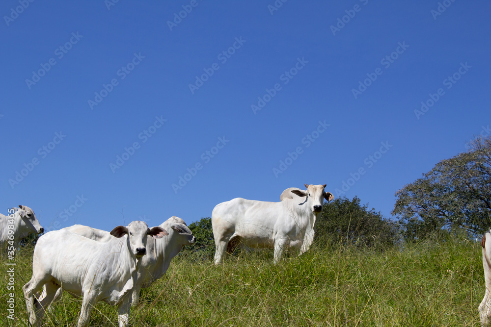 Nelore at sun in the pasture of a farm in Brazil. Livestock concept. Cattle for fattening. Agriculture. Nelore at sun in the pasture of a farm in Brazil. Livestock concept. Cattle for fattening. Agriculture.