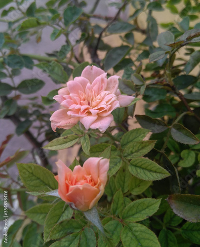 pink rose in the garden, nature photography