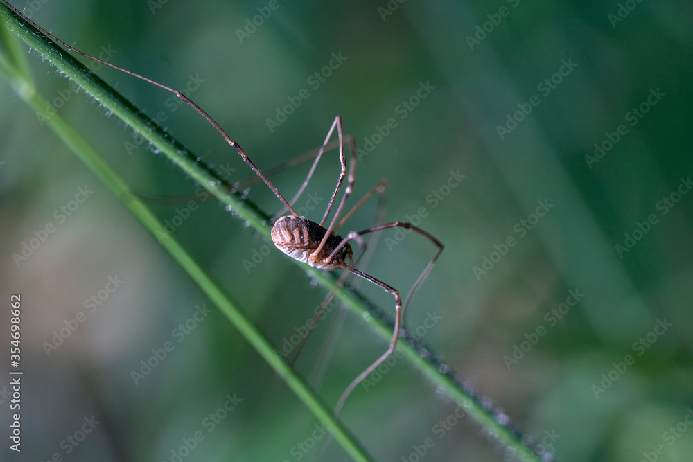A spider walking on a green leaf