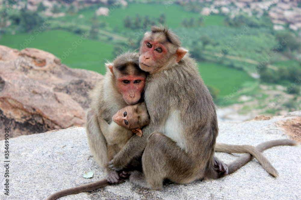 Fototapeta premium monkey group of monuments at hampi