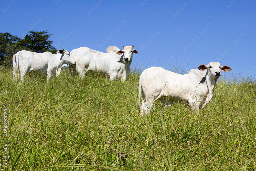 Nelore at sun in the pasture of a farm in Brazil. Livestock concept. Cattle for fattening. Agriculture. Nelore at sun in the pasture of a farm in Brazil. Livestock concept. Cattle for fattening. Agriculture.
