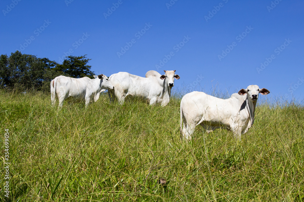 Nelore at sun in the pasture of a farm in Brazil. Livestock concept. Cattle for fattening. Agriculture. Nelore at sun in the pasture of a farm in Brazil. Livestock concept. Cattle for fattening. Agriculture.