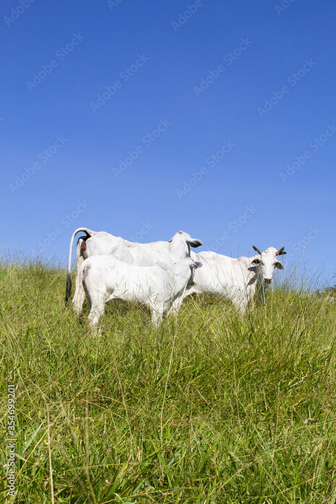 Fototapeta premium Nelore at sun in the pasture of a farm in Brazil. Livestock concept. Cattle for fattening. Agriculture.