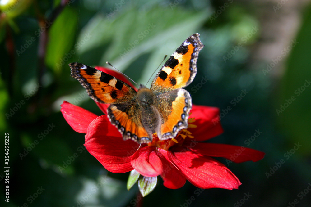 Small tortoiseshell, colourful butterfly in Bory Tucholskie National Park in Poland Small tortoiseshell, colourful butterfly in Bory Tucholskie National Park in Poland