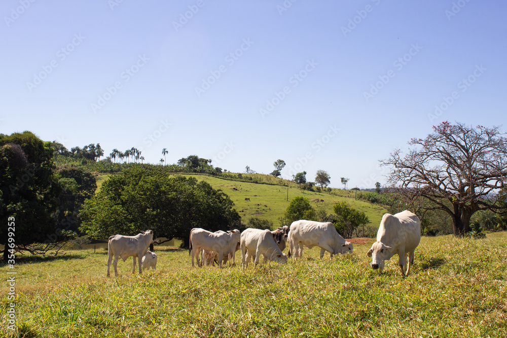 Nelore at sun in the pasture of a farm in Brazil. Livestock concept. Cattle for fattening. Agriculture.