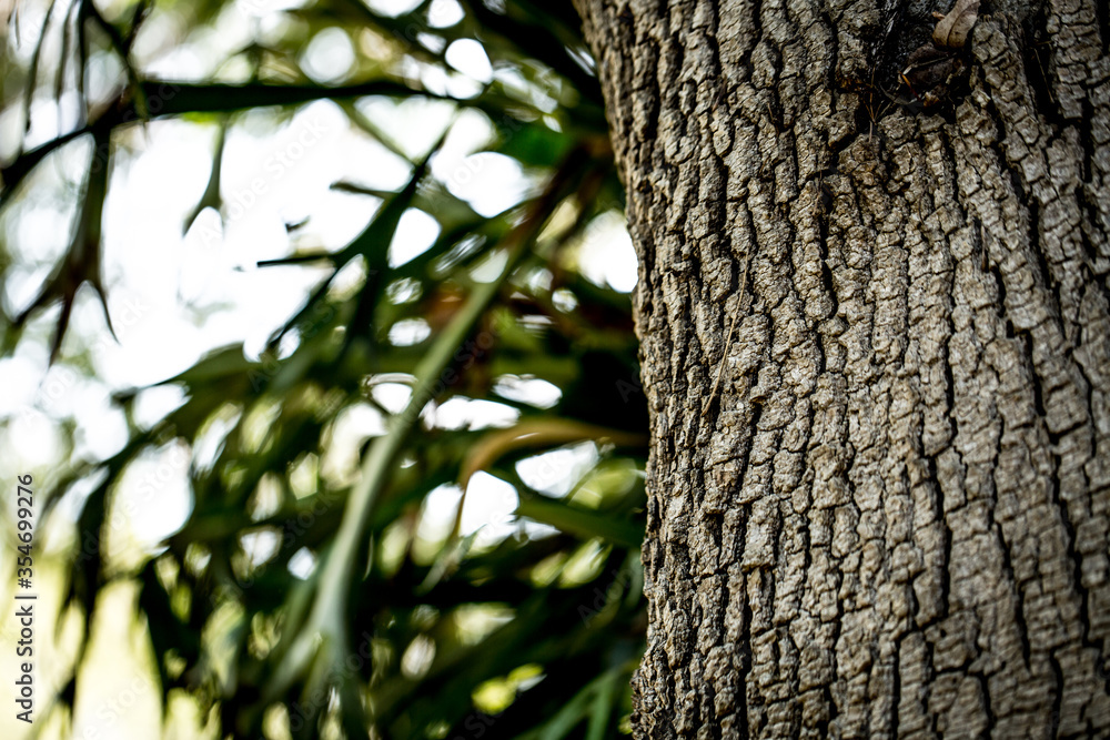 Tree Detail Tree Detail