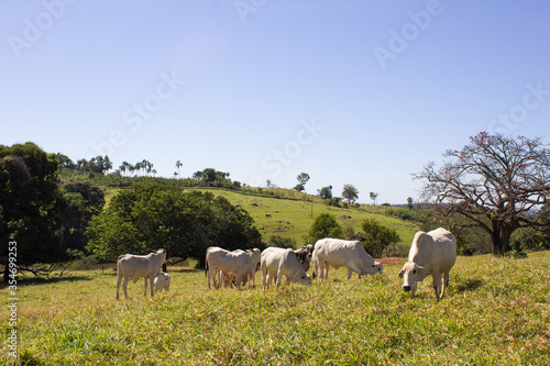 Nelore at sun in the pasture of a farm in Brazil. Livestock concept. Cattle for fattening. Agriculture. © Linecker