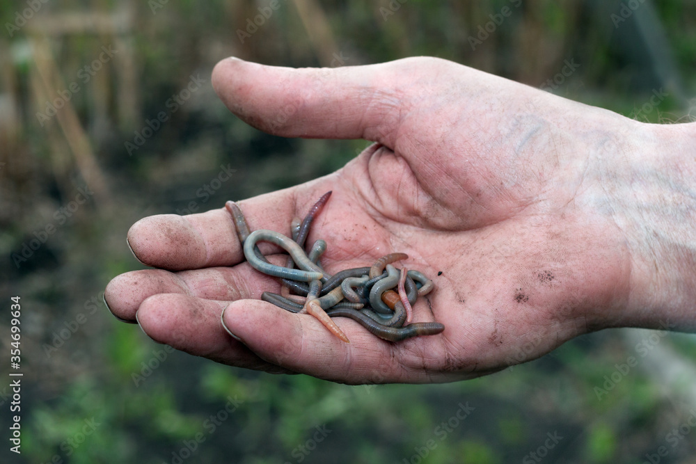 A man's hand holds earthworms in his palm. The concept of gardening, fishing. A man's hand holds earthworms in his palm. The concept of gardening, fishing.
