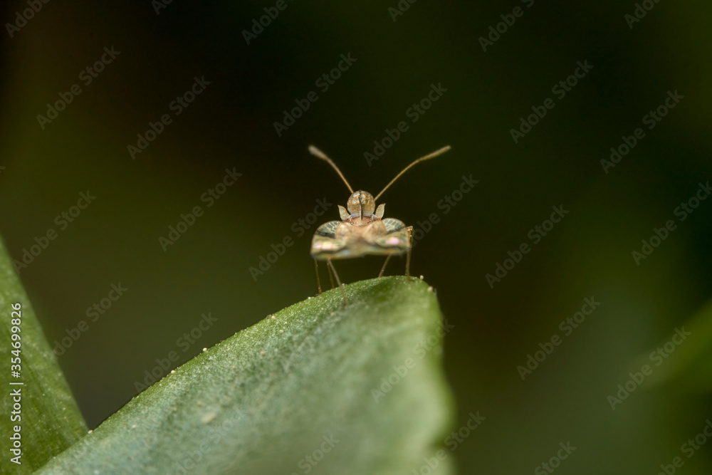 Fototapeta premium close up of a chrysanthemum lace bug