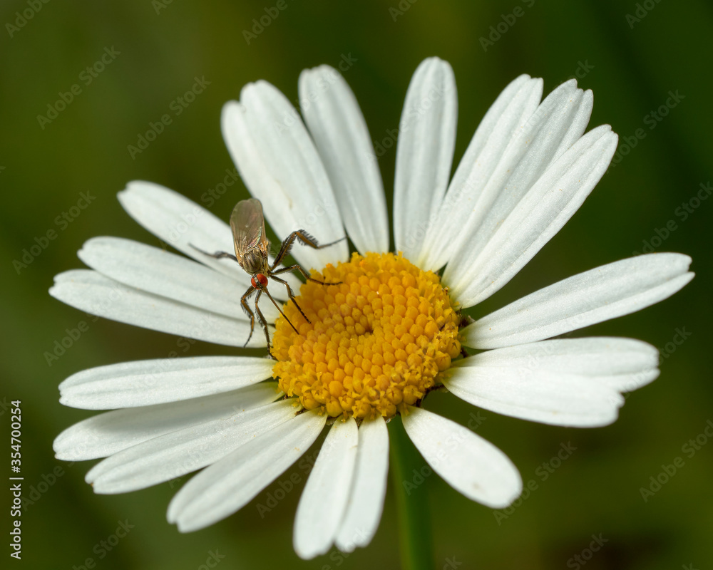 close up of a dance fly on a daisy close up of a dance fly on a daisy