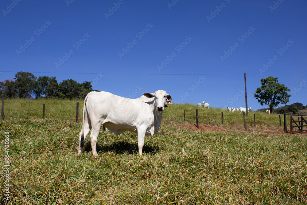 Obraz premium Nelore at sun in the pasture of a farm in Brazil. Livestock concept. Cattle for fattening. Agriculture.