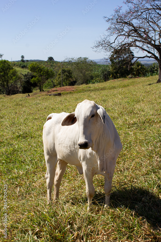 Nelore at sun in the pasture of a farm in Brazil. Livestock concept. Cattle for fattening. Agriculture. Nelore at sun in the pasture of a farm in Brazil. Livestock concept. Cattle for fattening. Agriculture.