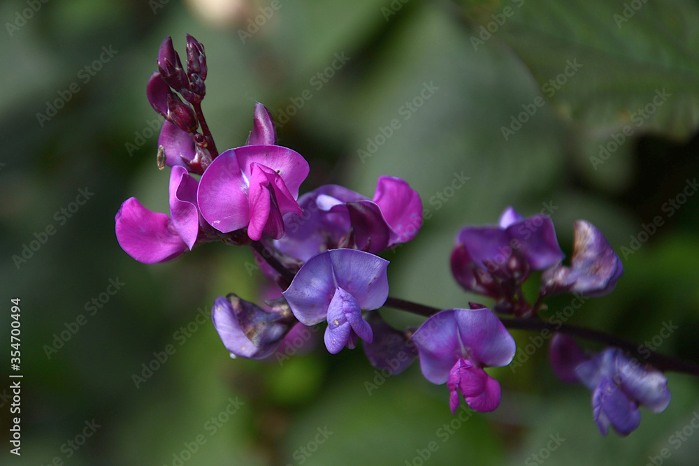 Obraz premium curly bean flowers