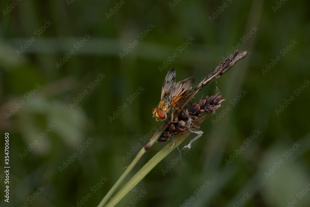 close up of ectophasia crassipennis on grass close up of ectophasia crassipennis on grass