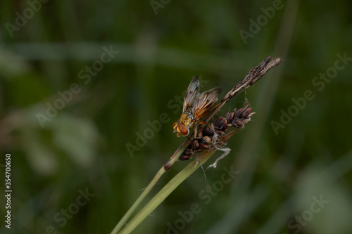 close up of ectophasia crassipennis on grass © marcobortignon