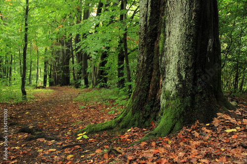 Fototapeta Naklejka Na Ścianę i Meble -  Old trees in forest in Masuria region in Poland