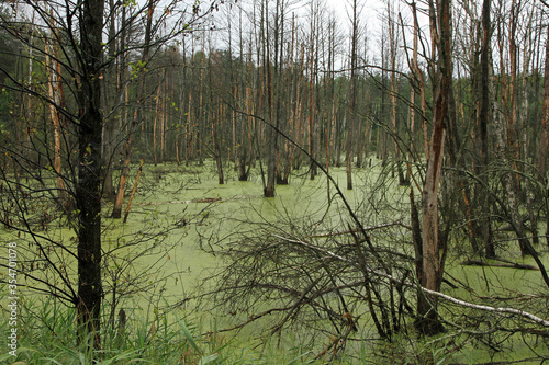 Swamp in the deep forest in Podlasie region, Poland