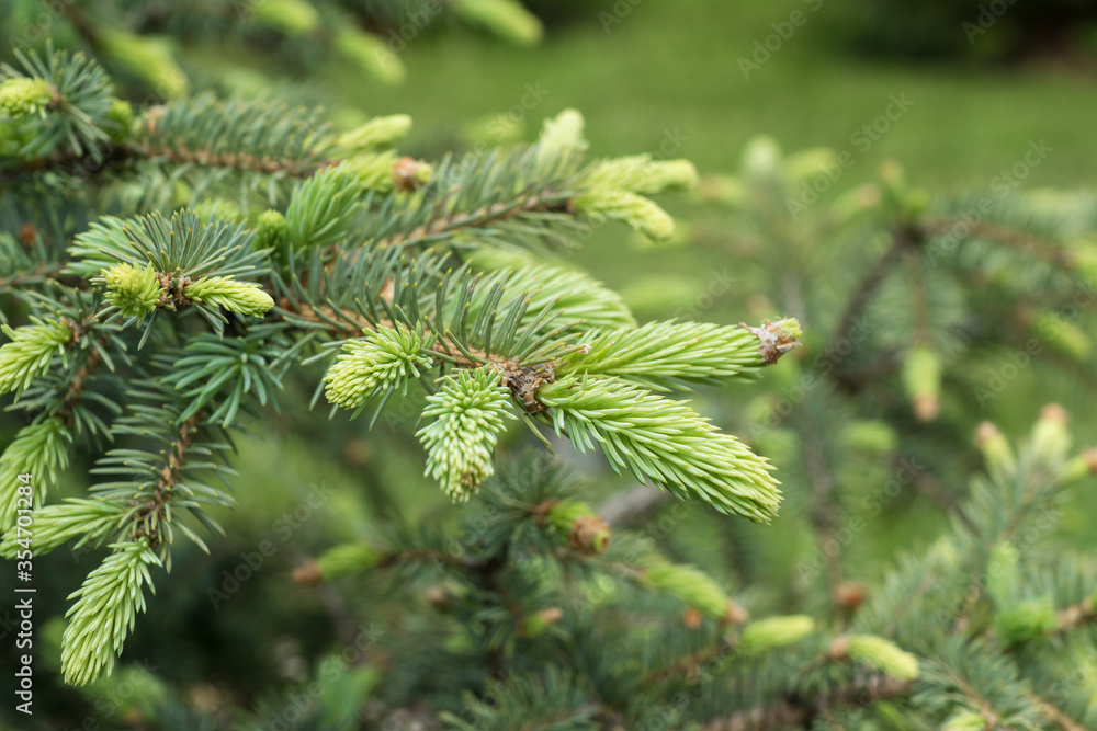Close up image of young green needle of conferous fir tree. Spring time, early nature renewal. Close up image of young green needle of conferous fir tree. Spring time, early nature renewal.