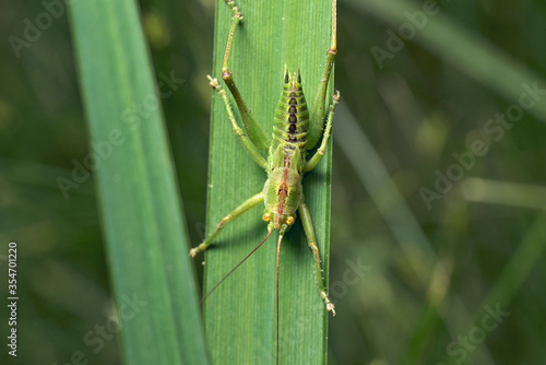 close up of a grasshopper ready to jump from a leaf