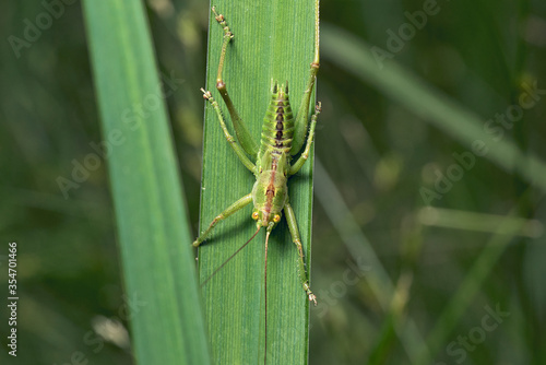 close upm of a grasshopper ready to jump from a leaf