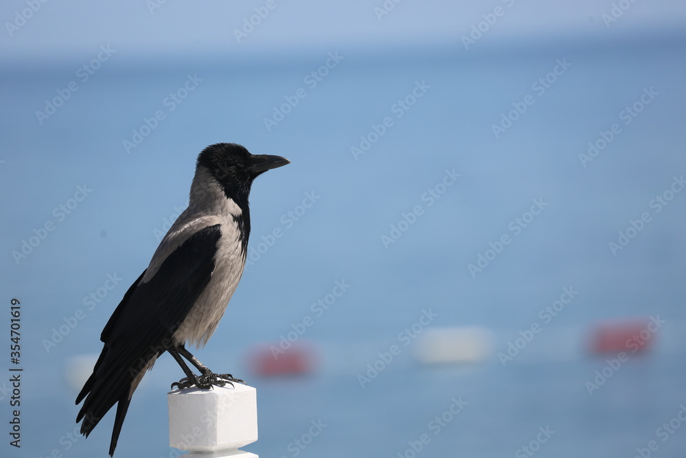 black crow on a branch