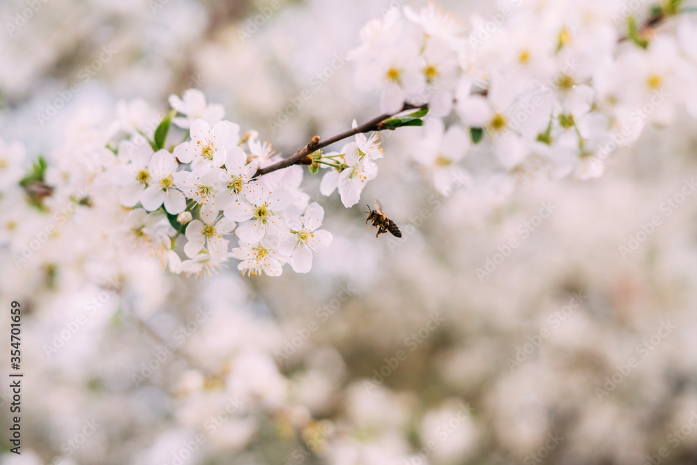 White delicate branch of a blossoming apple tree cherry tree along with a bee flying nearby. White delicate branch of a blossoming apple tree cherry tree along with a bee flying nearby.