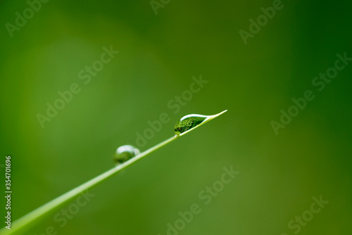 reflection of vegetation inside a drop of water